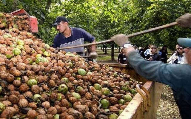 Productores en la capital esperan cosechar 5 mil toneladas de nuez; aún sin definirse el precio