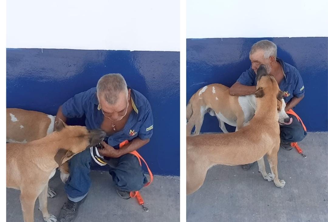 Dos perritos en busca de nuevo hogar: dueño aceptó darlos en adopción debido a que ya no puede cuidar de ellos de manera plena