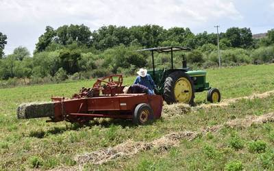 Producción de frijol se desploma al 25%; 2024, uno de los peores años para el sector