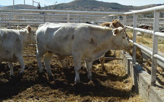 Gusano barrenador pone en riesgo exportación de ganado por 30 mdd en la región sur