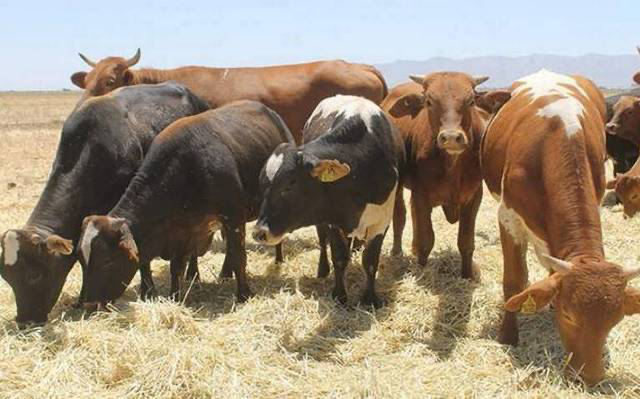 Ganado recibirá dosis de desparasitantes como protección contra el gusano barrenador: UGRCh