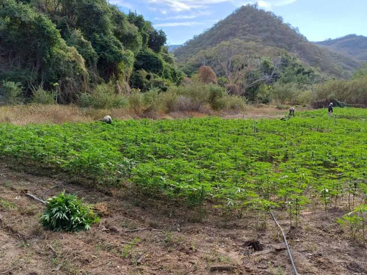 Destruyó Semar 30 toneladas de mariguana en Durango