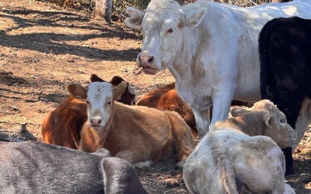 Detectan gusano barrenador; Estados Unidos cierra la frontera al ganado mexicano