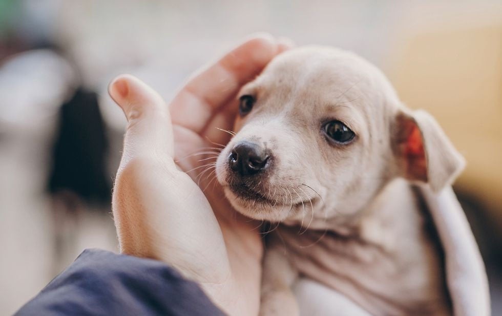 Afecta a mascotas alerta por gusano barrenador