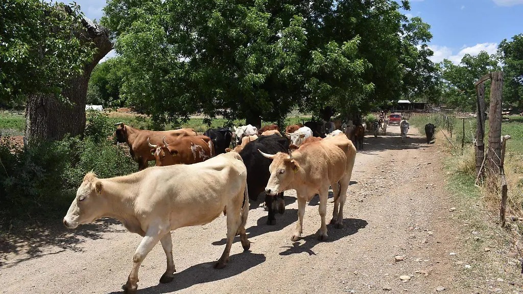 Exportación de ganado podría reanudarse en cuatro semanas con nuevos protocolos: Loya