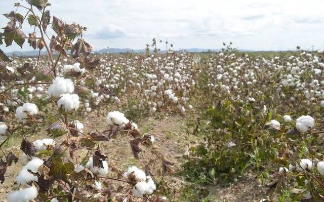 Chihuahua, libre de plagas de algodón desde el 2018; aporta 78% de la producción nacional