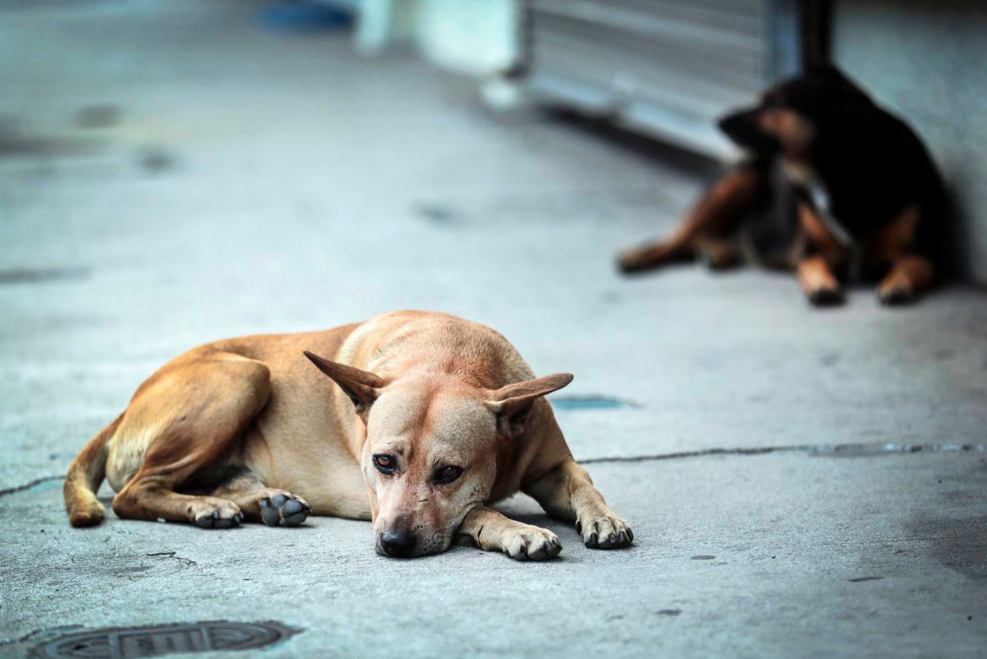 Aplican primeras sanciones por incumplir Reglamento de Bienestar Animal, en Camargo