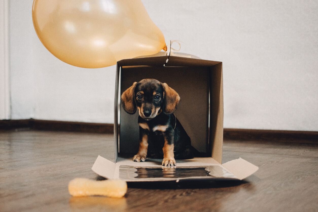 No regales ni compres perritos en Navidad; mañana inicia campaña de concientización