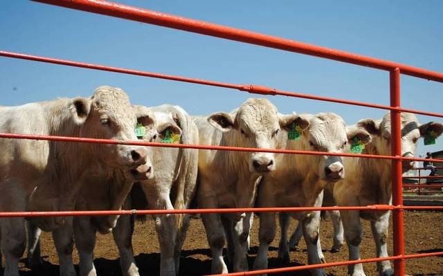 Dispersan mosca estéril, revisan y bañan al ganado como medidas contra gusano barrenador