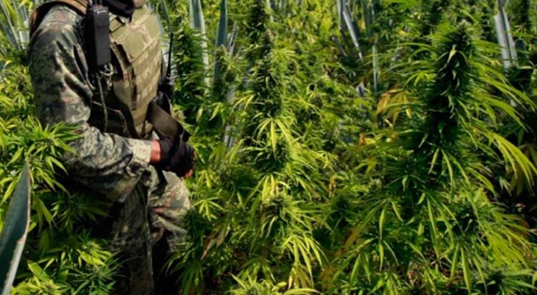 Destruye Ejército nuevos plantíos de amapola y marihuana