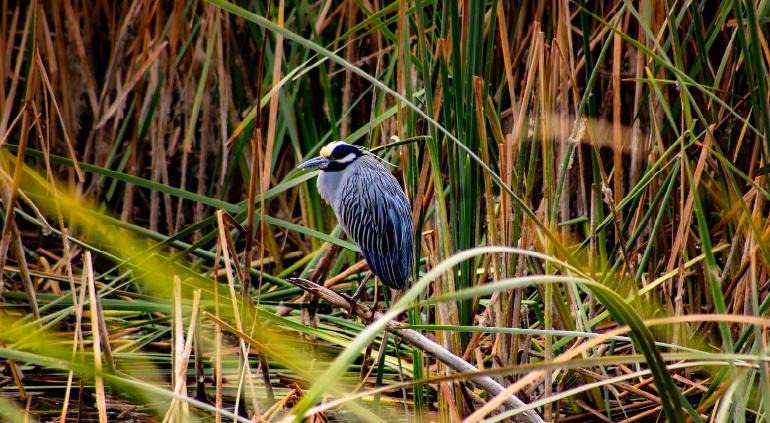 ¡A contar aves! Mañana buscarán récord de especies en Meoqui 📷