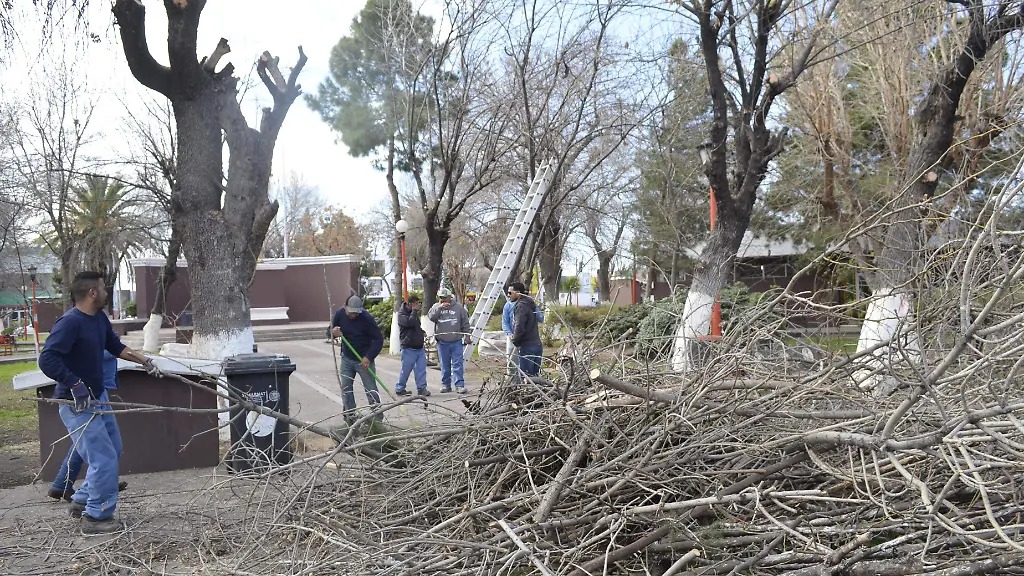 ¡No lo hagas! Multarán con 3 mil pesos a quienes poden árboles fuera de temporada en Delicias