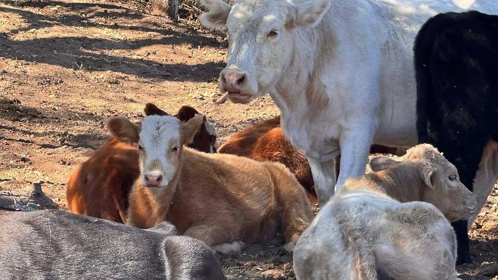 Ganaderos piden apertura anticipada a exportaciones por las condiciones climáticas del estado