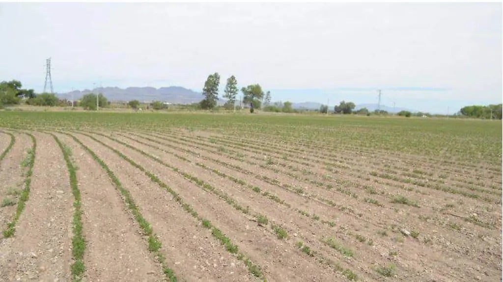 Busca estado implementar IA para eficientar uso de agua en la producción agrícola