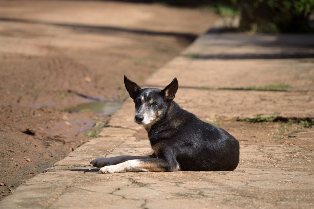 ¿Perros comunitarios? Animalitos que son cuidados por vecinos generan debate sobre responsabilidad y riesgos en Camargo