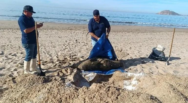 Encontraron lobo marino sin vida en playa de Mazatlán y lo sepultaron