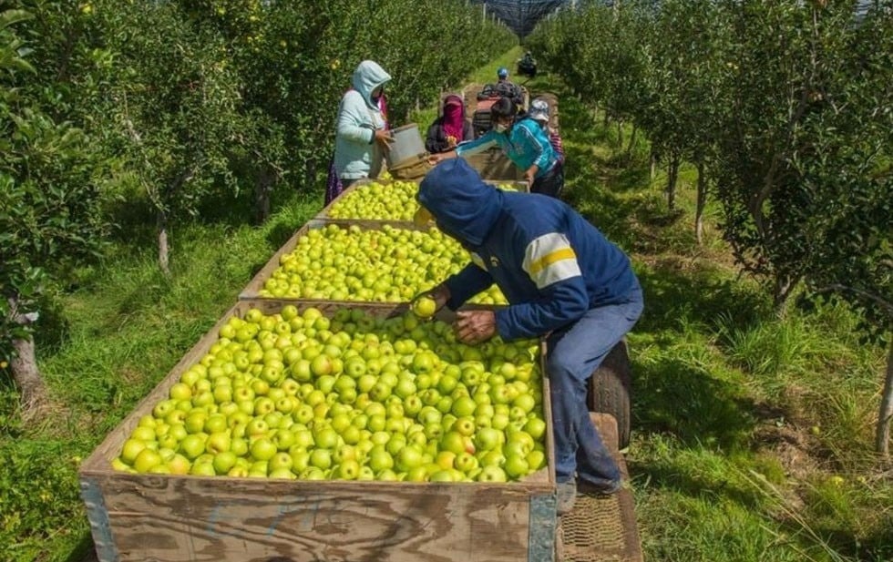 Manzana chihuahuense: un delicioso «escudo» en invierno