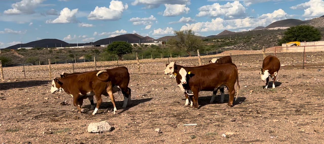 Aumenta Estado presupuesto en apoyo al sector ganadero