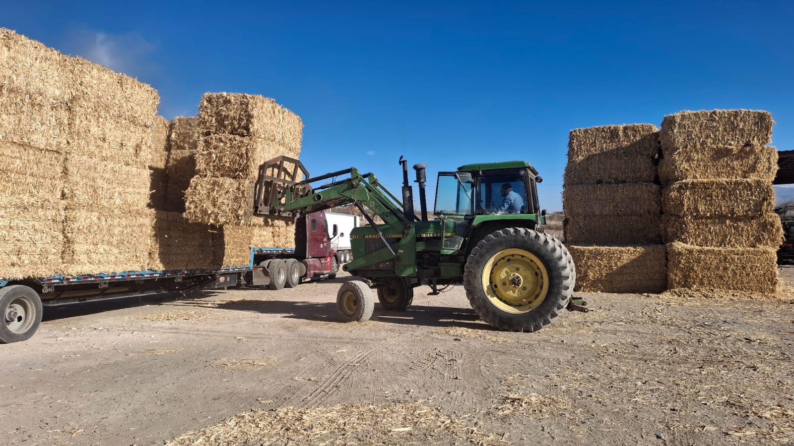 El apoyo a los ganaderos no se detiene: San Francisco de Conchos suma mil 200 pacas de rastrojo entregadas