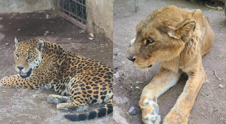 Leona y jaguar del zoológico de Aldama no son maltratadas: veterinario