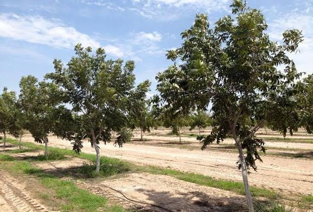 Pozos y norias se están secando; estamos intentando rescatar nogales: Asociación Agrícola