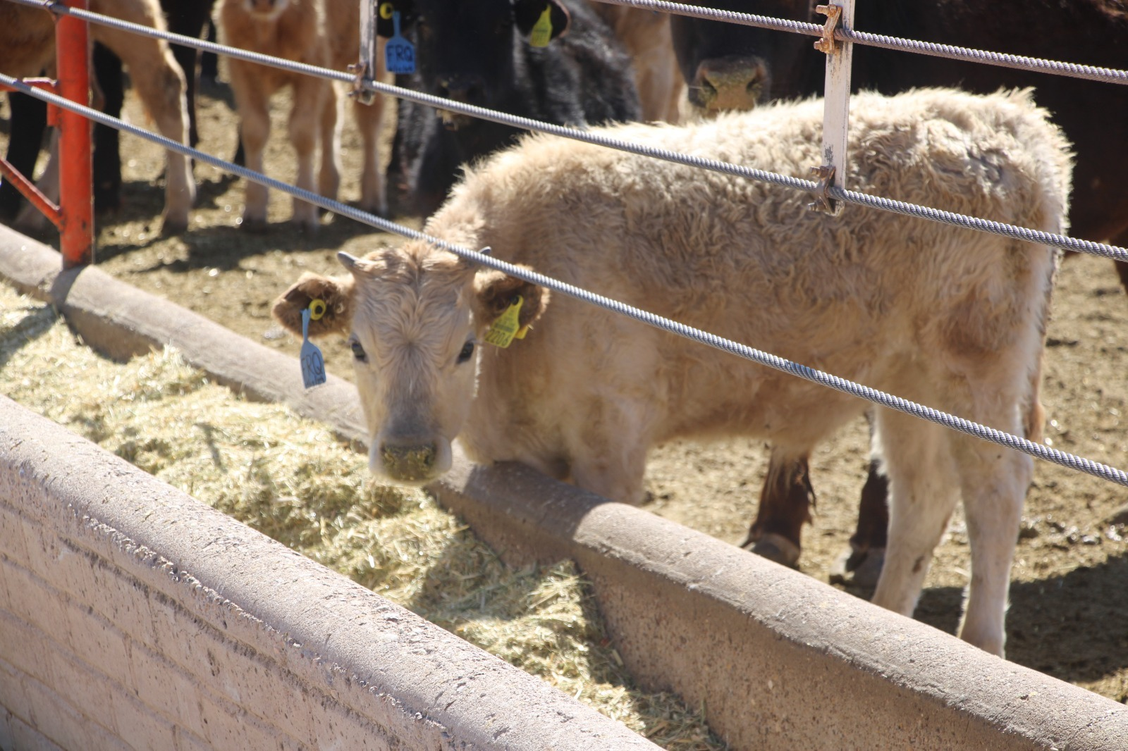 Apoya SDR a ganaderos con alimento para bovinos de leche y especies menores