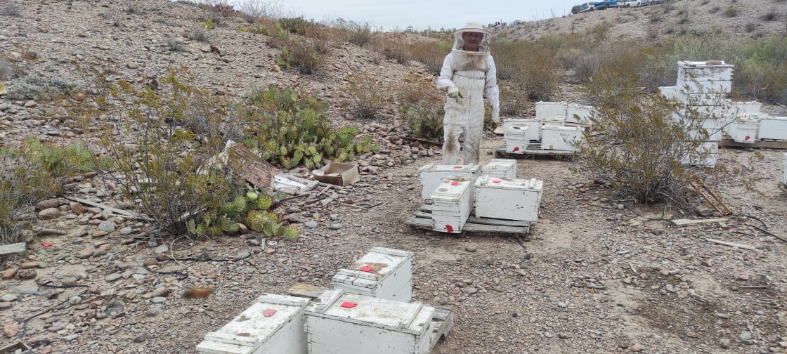 Inicia recepción de solicitudes para el otorgamiento de subsidios a productores apícolas