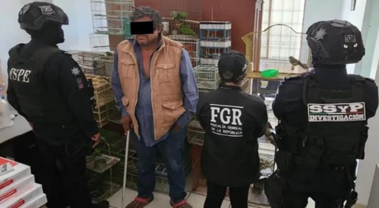 Rescatan 173 aves exóticas en Guanajuato; unas en peligro de extinción