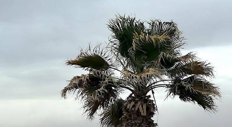 Viernes Santo de fuerte viento; pronostican hasta 72 km/h en Chihuahua
