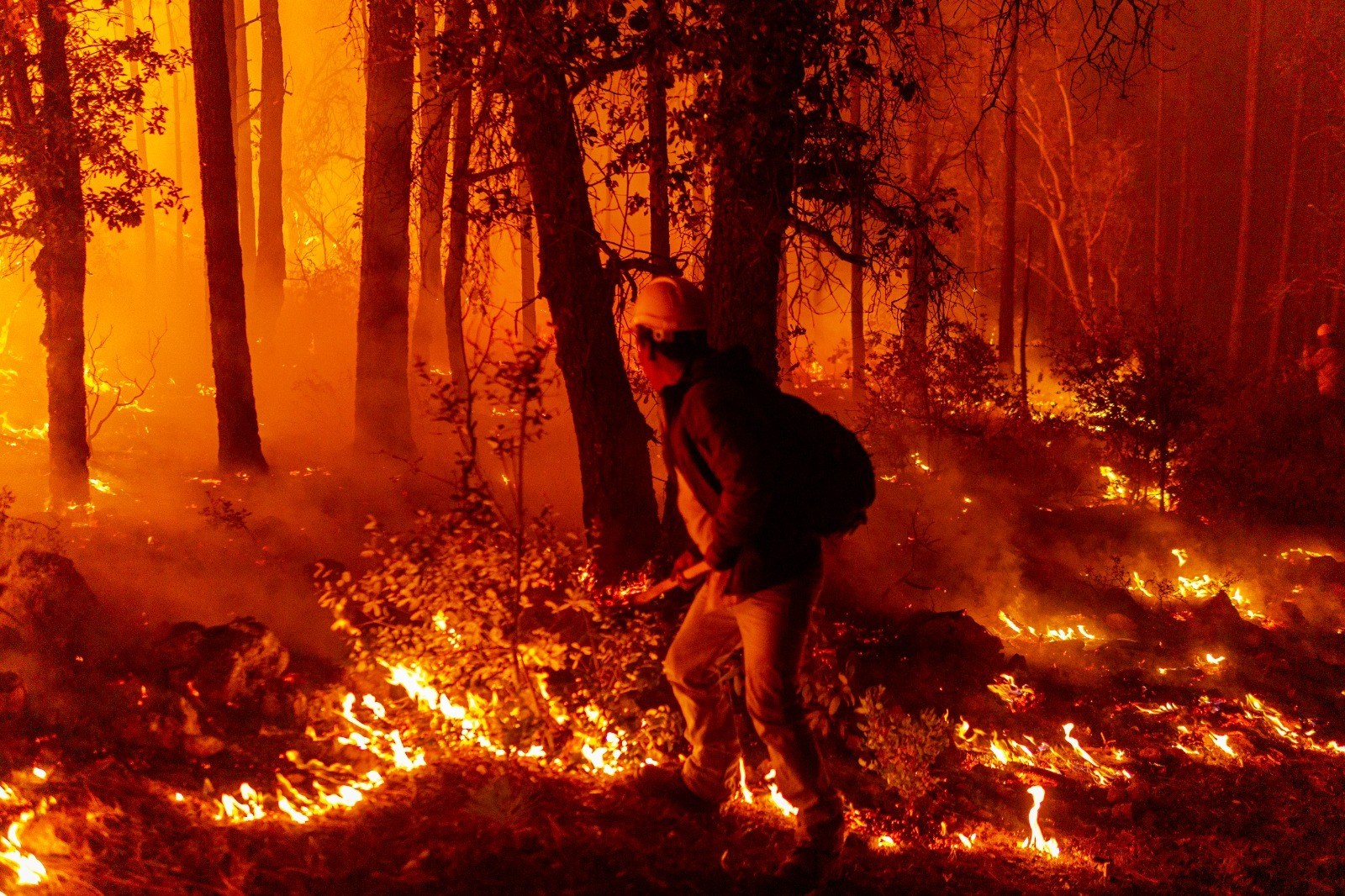 Registra SDR 289 incendios forestales en lo que va de 2025