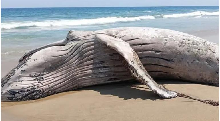 Apareció ballena muerta en playa de Guerrero