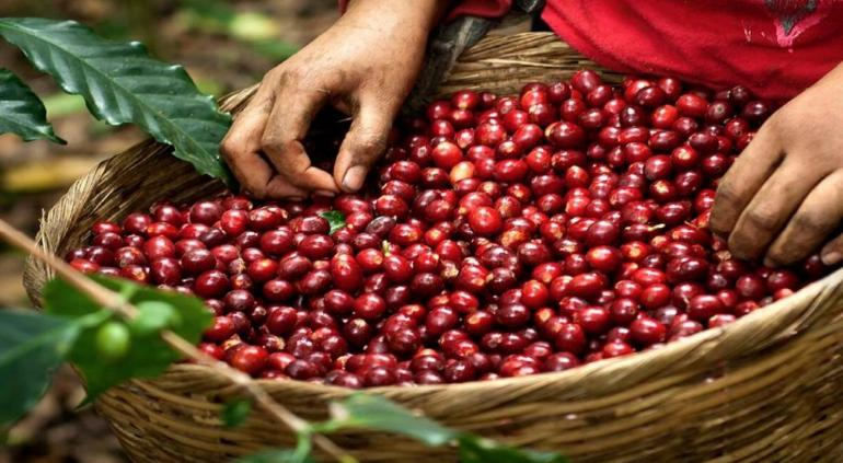Disparado, precio internacional del café… baja producción en México