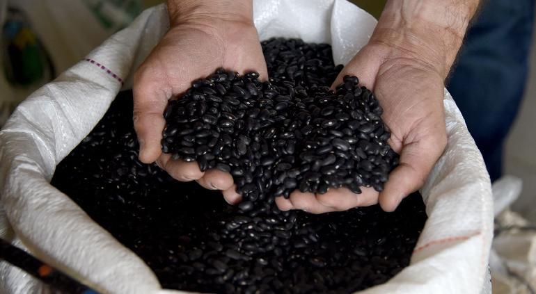 Oficial: Sheinbaum crea Productora de Semillas para el Bienestar