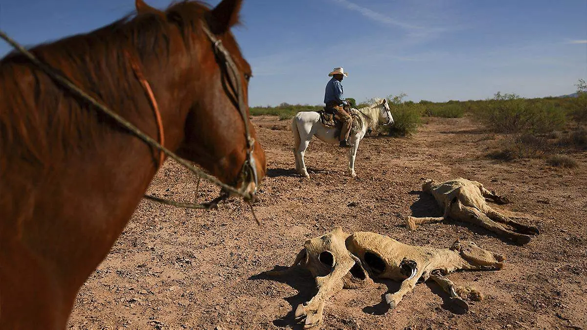 Sequía en Chihuahua deja sin agua sus presas