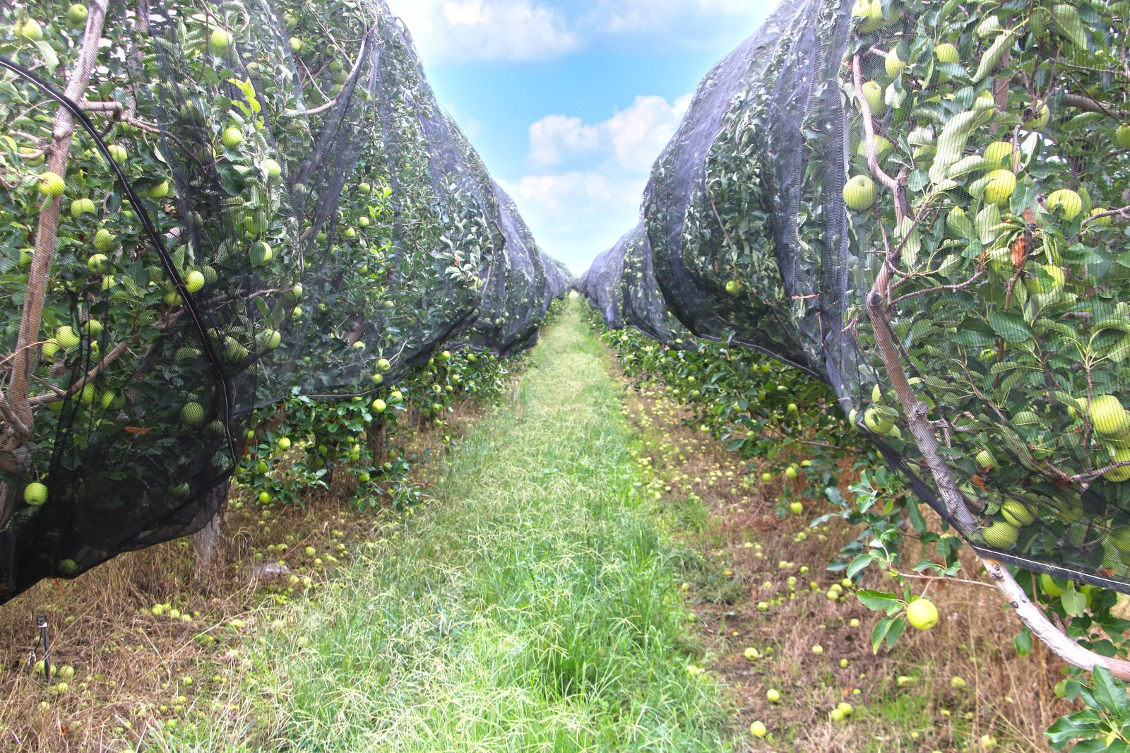 Impulsa SDR el crecimiento agroindustrial con apoyo directo a municipios o empresas