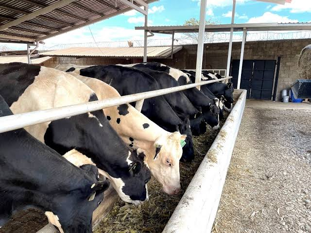 Productores lecheros de Camargo en crisis por sequía y falta de pagos