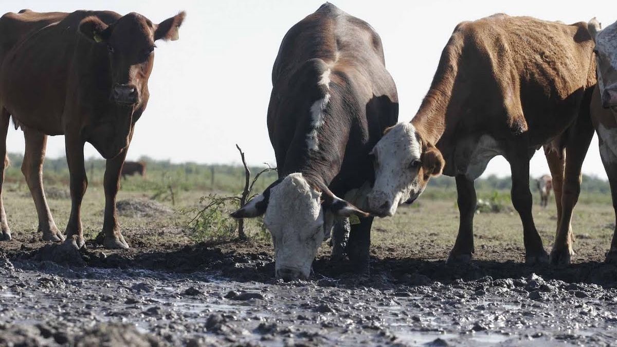 Ganaderos de Camargo enfrentan crisis por sequía: solo queda el 30% del ganado de hace tres años