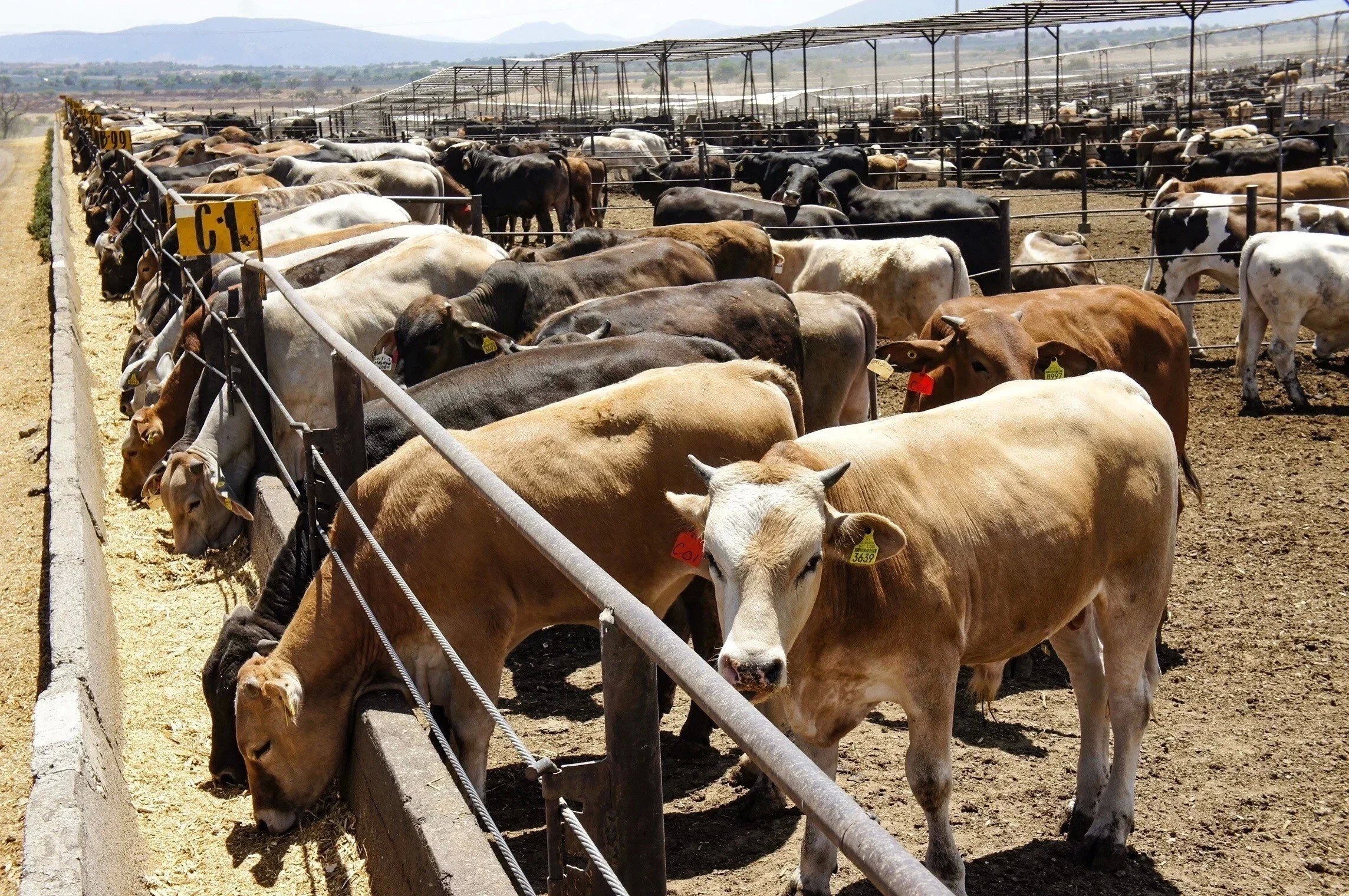 Llaman fracciones a Federación a resolver cierre de la frontera al ganado