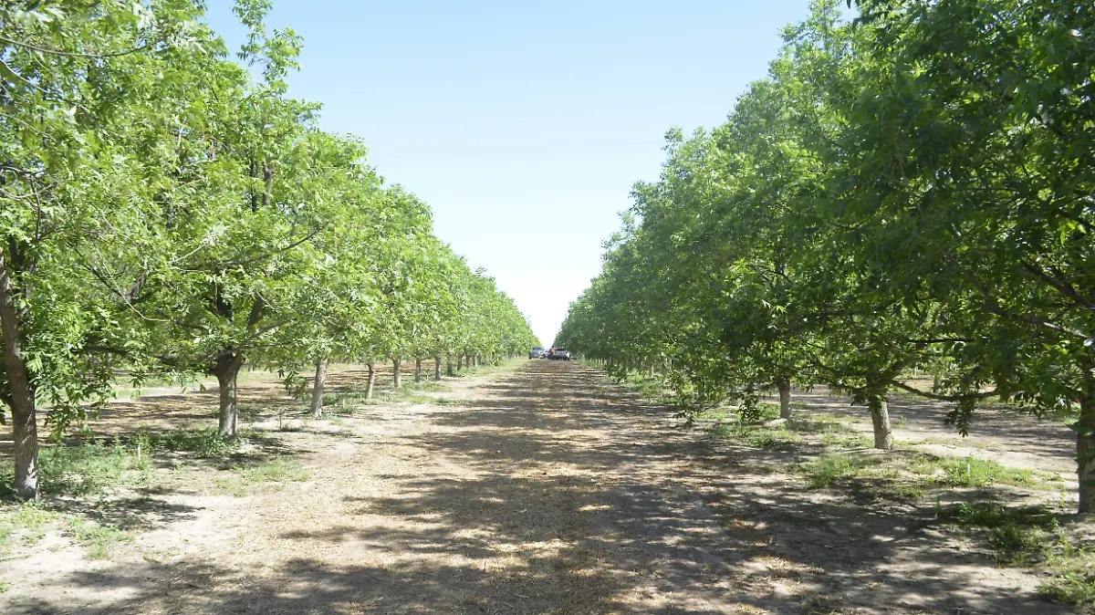 Sequía golpea al sector nogalero: estiman pérdidas de 2 mil millones de pesos