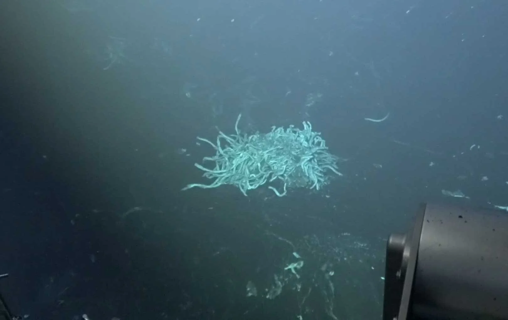 Científicos presencian por primera vez una erupción volcánica en dorsal oceánica profunda