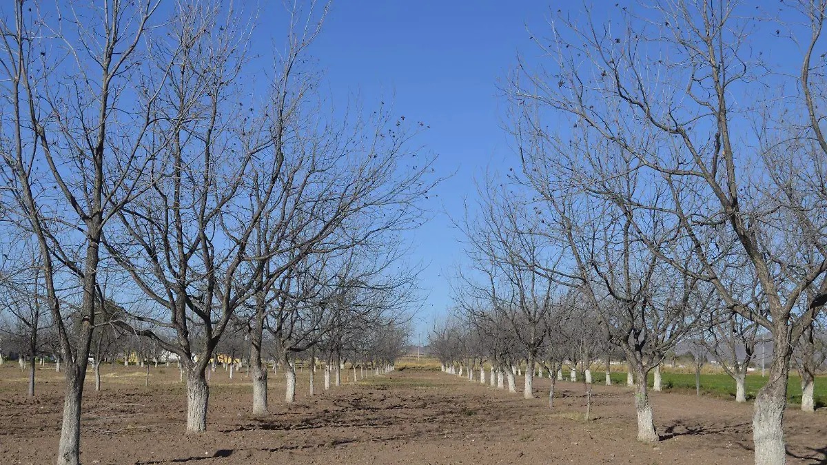 Sequía prolongada impacta la producción agrícola en Chihuahua, pero no habrá déficit de alimentos: SDR