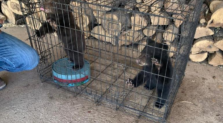 Rescataron a oseznos negros en Madera; madre murió por incendio