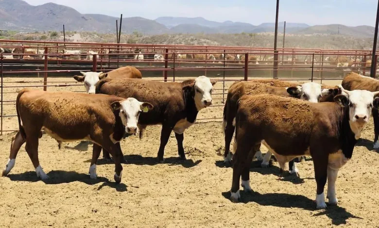 Detectan trasiego ilegal de ganado del sur del país hacia Chihuahua, alerta Unión Ganadera Regional