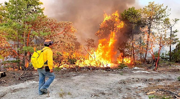 9 incendios forestales en Chihuahua; afecta 25 mil hectáreas: CONAFOR