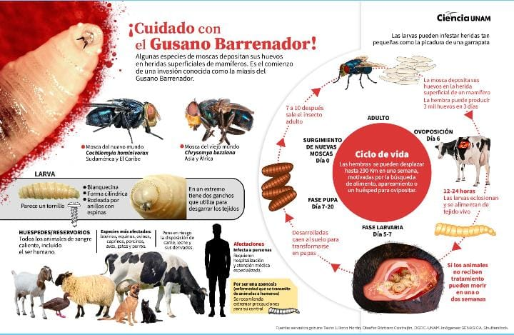 Dispersarán 100 millones de mosca estéril contra “barrenador”: Álvaro Bustillos