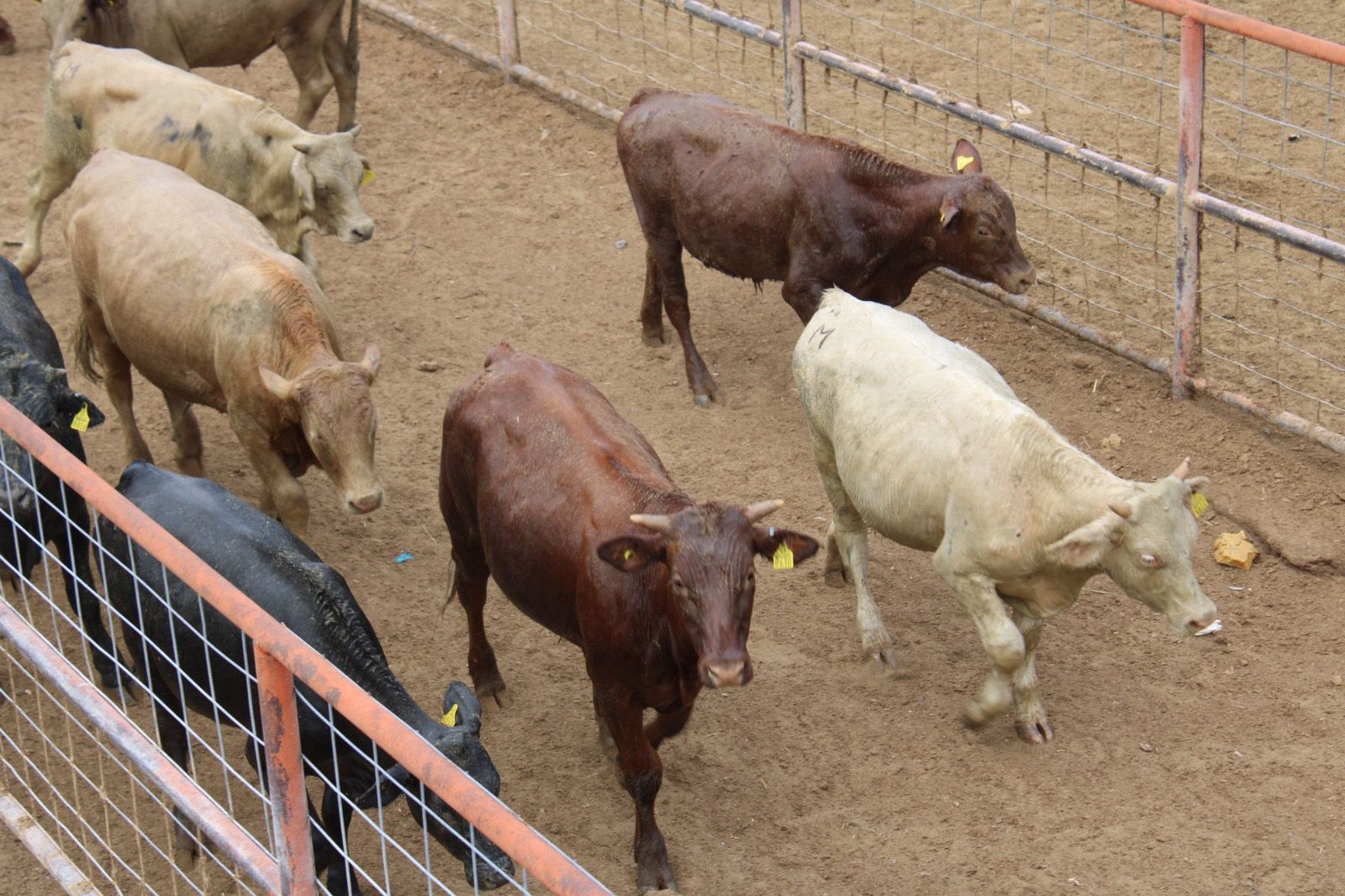 «Tenemos fe en que se presenten lluvias»; sector ganadero sufre estragos de sequía y restricciones de exportación