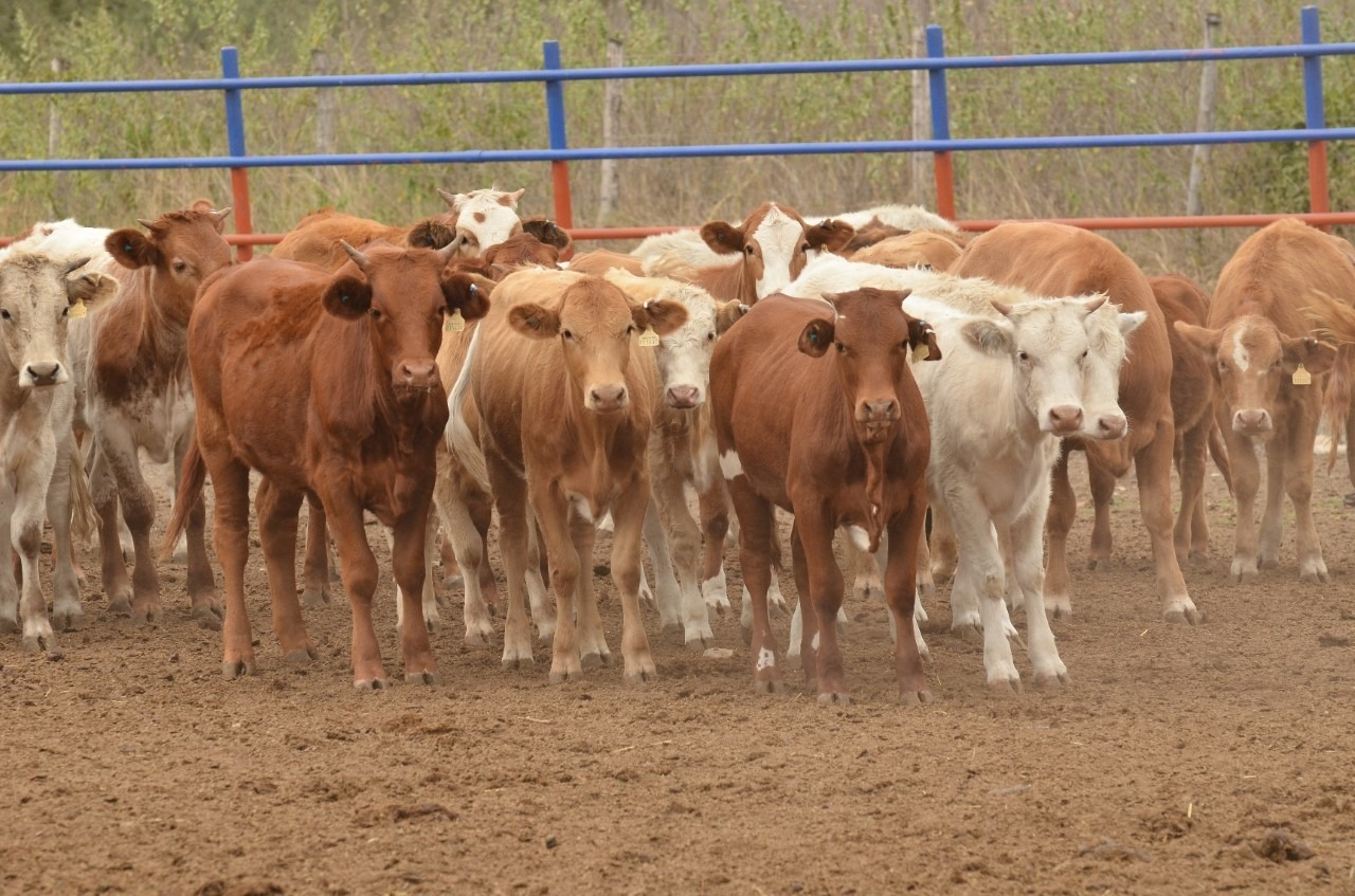 Lenta exportación de ganado genera incertidumbre entre productores: Asociación Ganadera Local