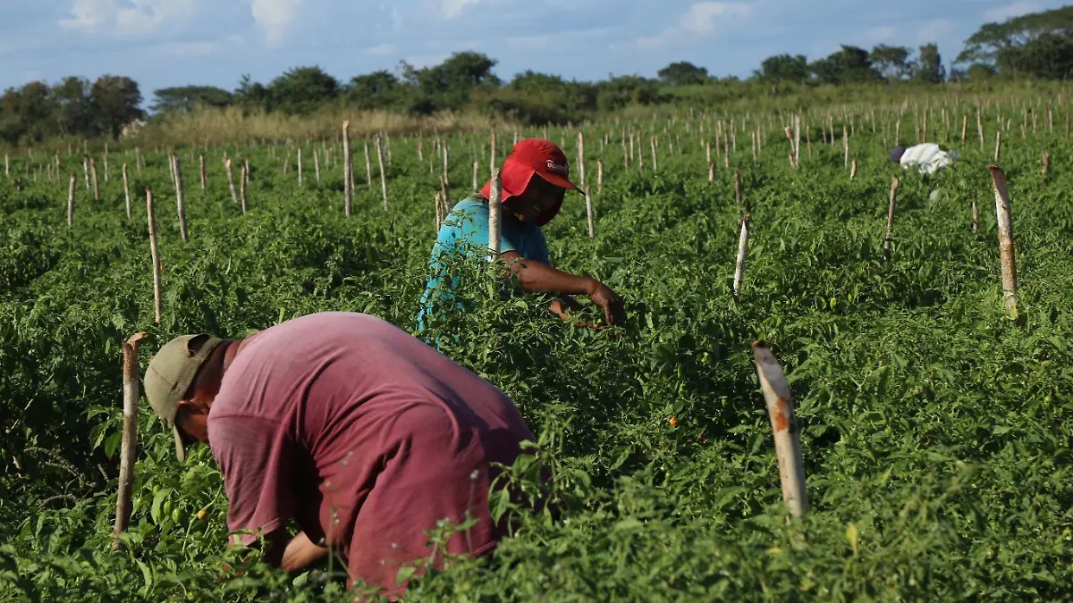 Productores de Chihuahua se amparan para entrar al programa de subsidio eléctrico para el campo