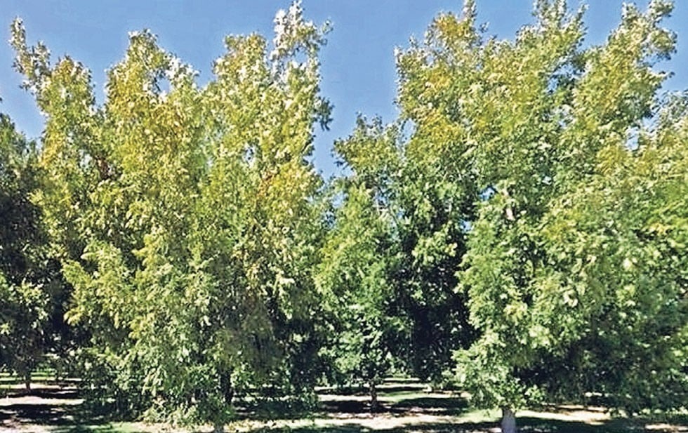Desvían agua potable para regar nogales