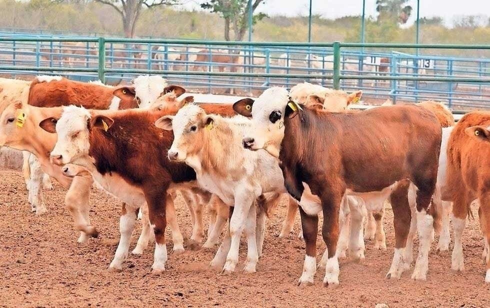 Verificará USDA cumplimiento de medidas sanitarias en ganado